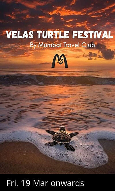 Velas Turtle Festival By Mumbai Travel Club