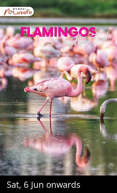 Flamingos Walking Trail