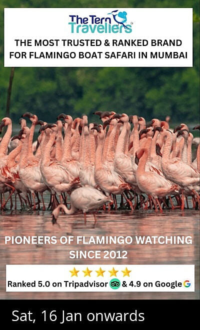 Flamingo Boat Safari Mumbai
