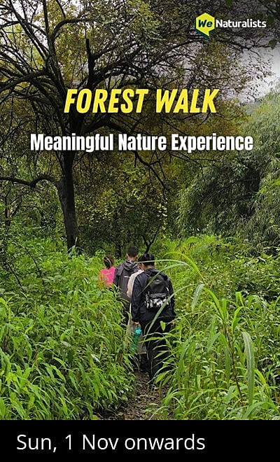 Forest Walk