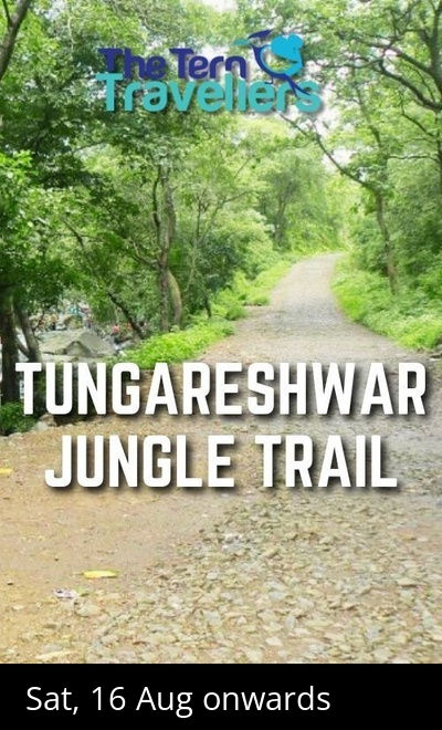 Tungareshwar Forest Trail - The Tern Travellers 