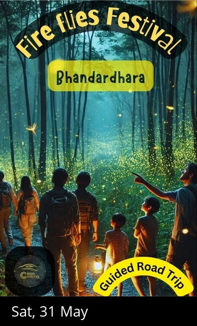 Road trip to Fire Flies Festival