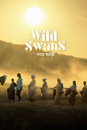 Gorai Phakhri (Wild Swans)