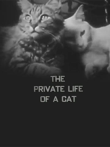 Private life deals of a cat