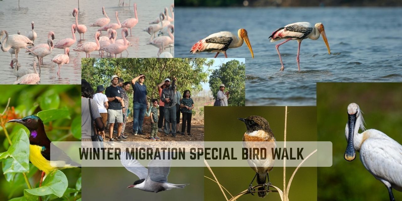 media-desktop-winter-migratory-special-bird-walk-2025-12-30-t-10-55-5.jpg
