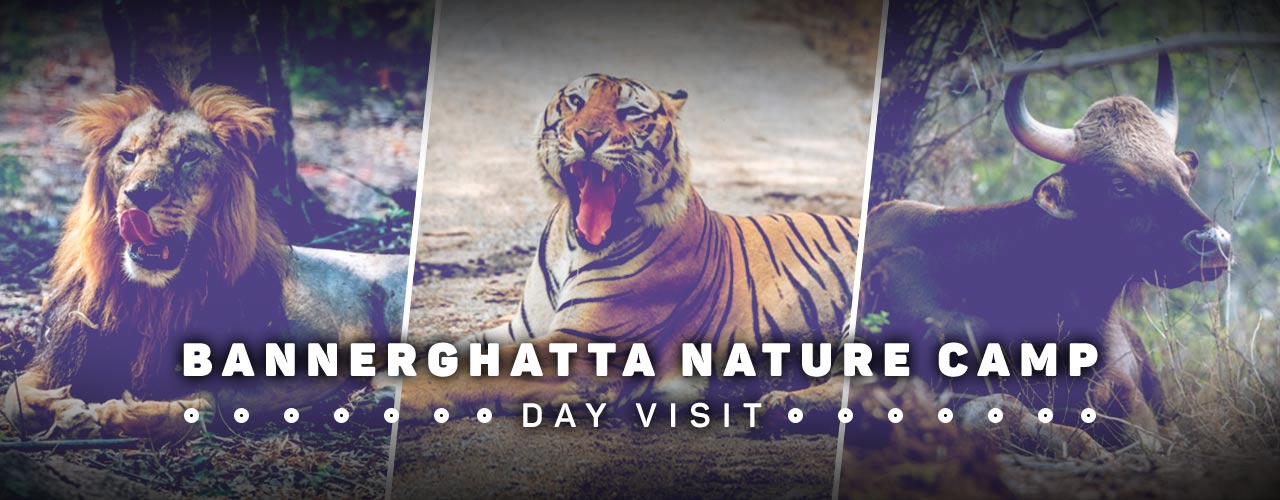 media-desktop-bannerghatta-nature-camp-day-visit-2019-12-4-t-16-7-38.jpg