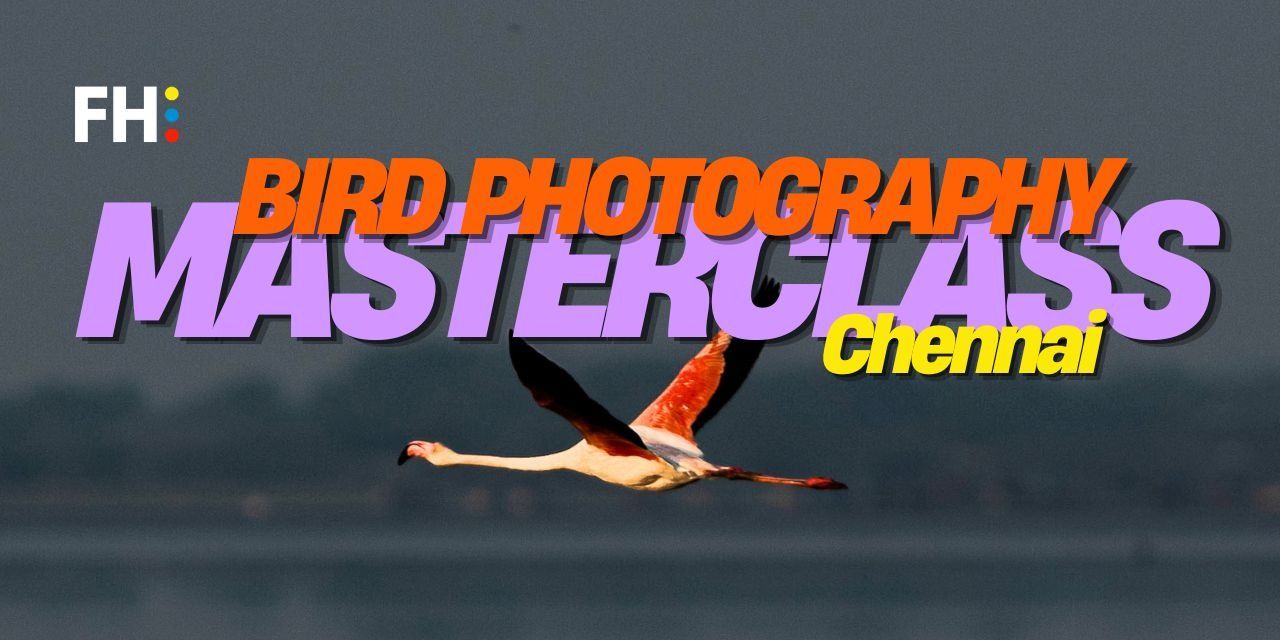media-desktop-bird-photography-masterclass-0-2025-1-31-t-12-19-59.jpg