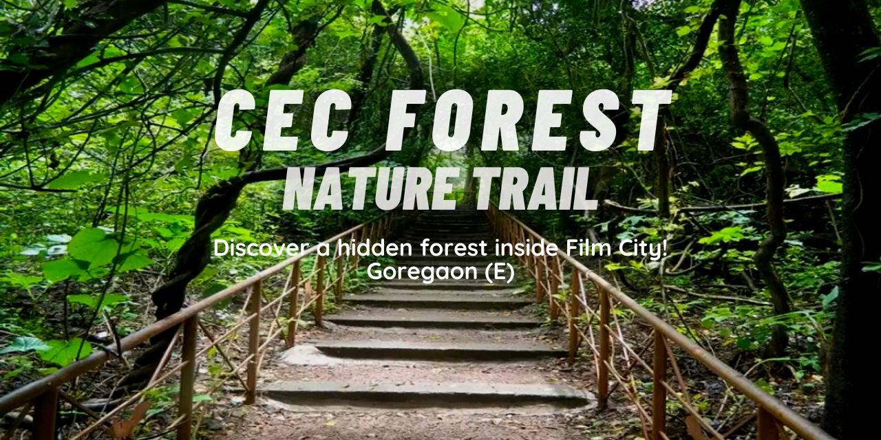 media-desktop-bnhs-cec-forest-trail-0-2026-5-8-t-16-12-54.jpg