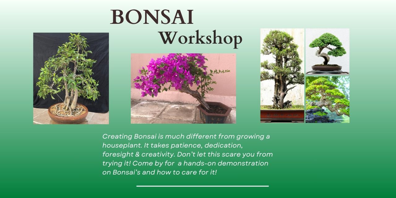 media-desktop-bonsai-workshop-0-2024-11-16-t-13-17-25.jpg