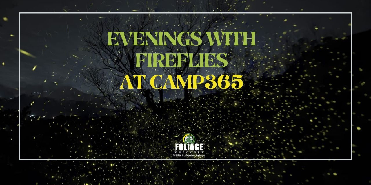 media-desktop-evenings-with-fireflies-camp365-0-2024-6-6-t-6-13-39.jpg