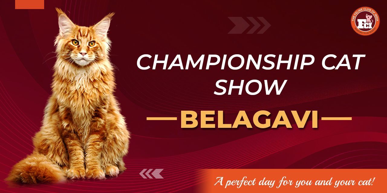 media-desktop-fci-cat-show-belagavi-0-2022-11-19-t-8-48-8.jpg