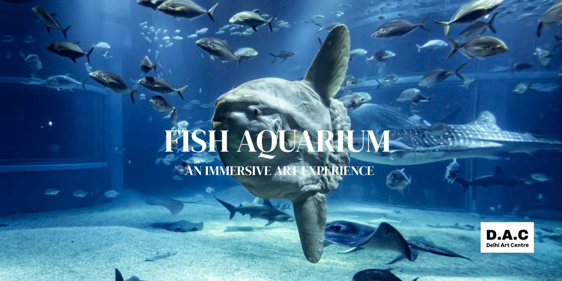 media-desktop-fish-aquarium-an-immersive-art-experience-2-2026-6-4-t-9-21-9.jpg