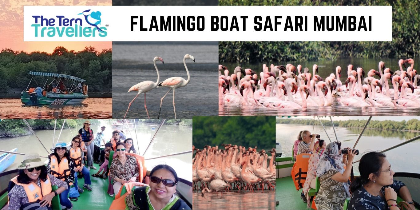 media-desktop-flamingo-boat-safari-mumbai-0-2026-5-22-t-12-50-30.jpg