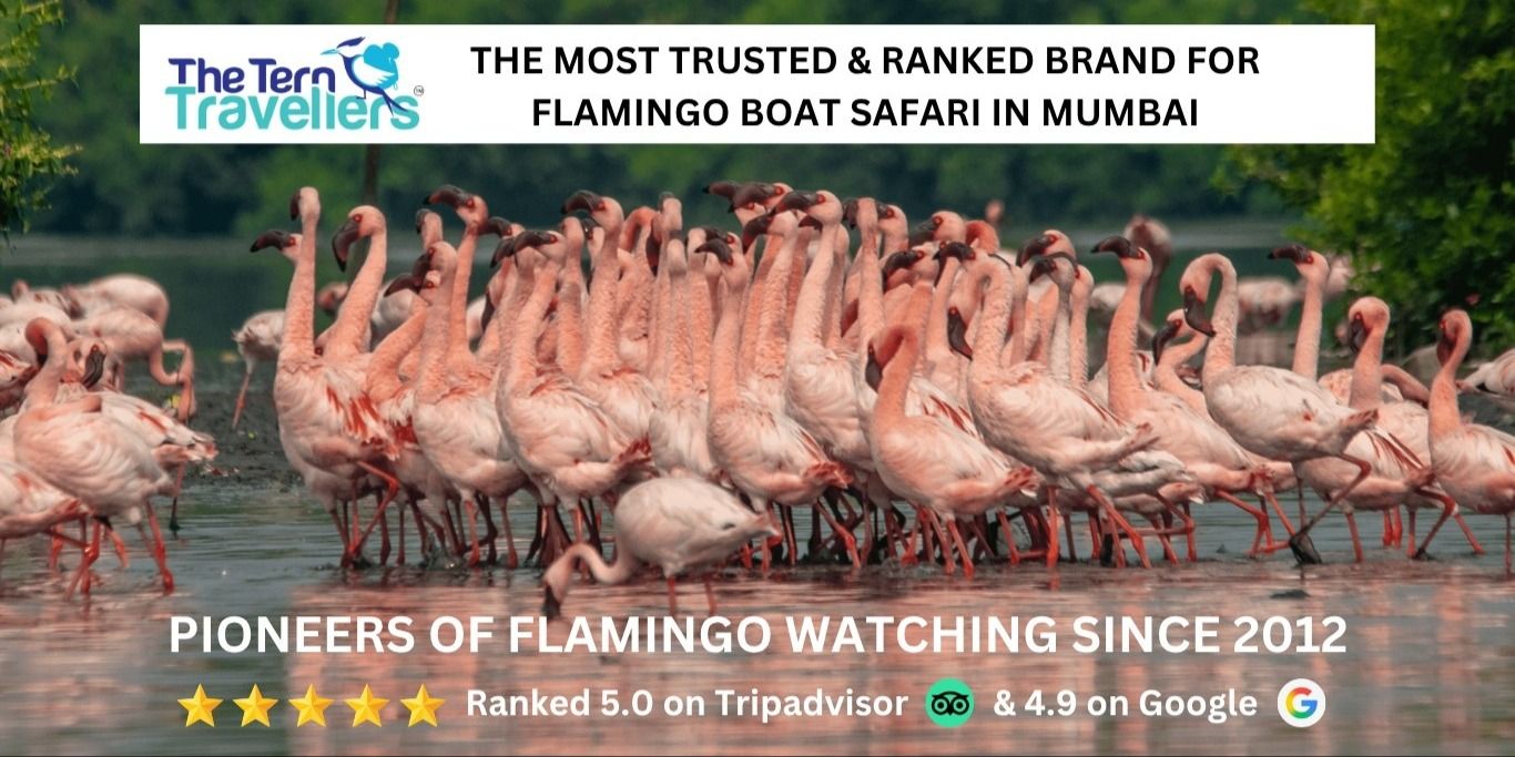 media-desktop-flamingo-boat-safari-mumbai-1-2026-5-22-t-12-50-30.jpg