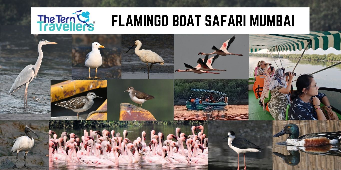 media-desktop-flamingo-boat-safari-mumbai-2-2026-5-22-t-12-50-30.jpg
