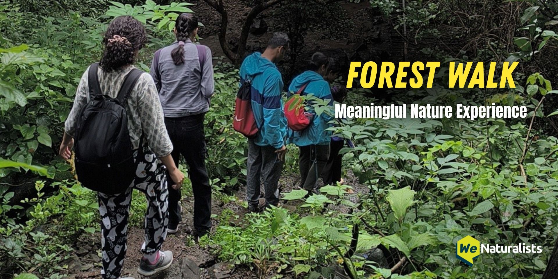 media-desktop-forest-walk-0-2026-3-18-t-12-49-59.jpg