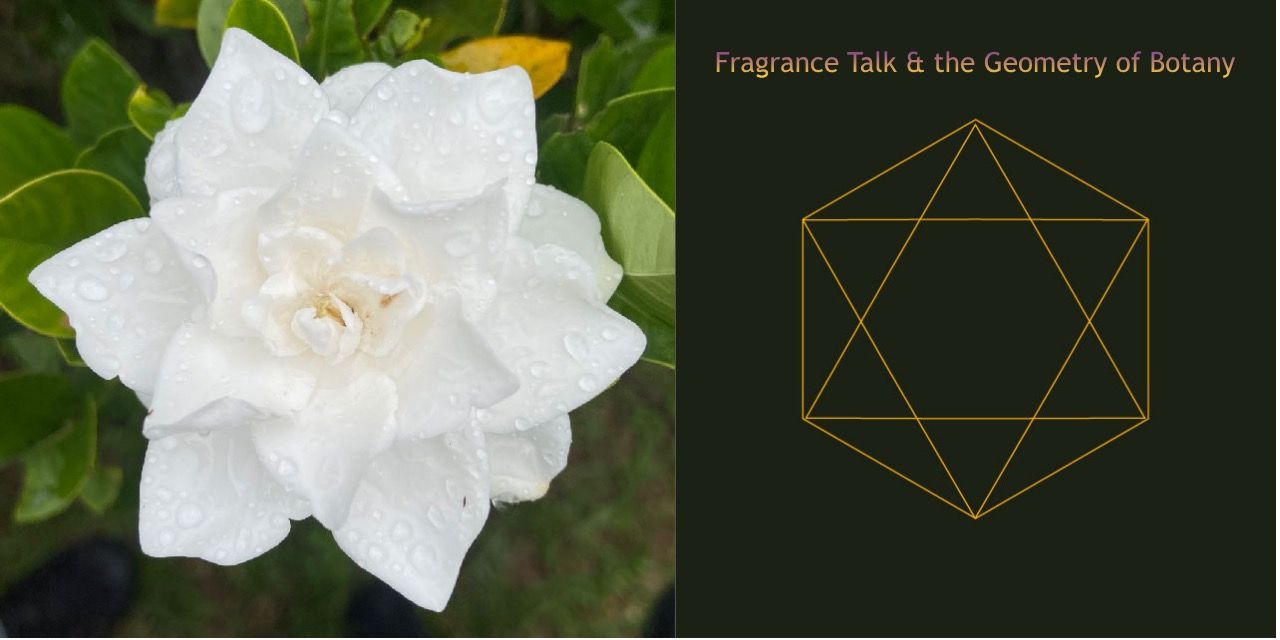 media-desktop-fragrance-talk-the-geometry-of-botany-0-2026-9-1-t-13-15-4.jpg