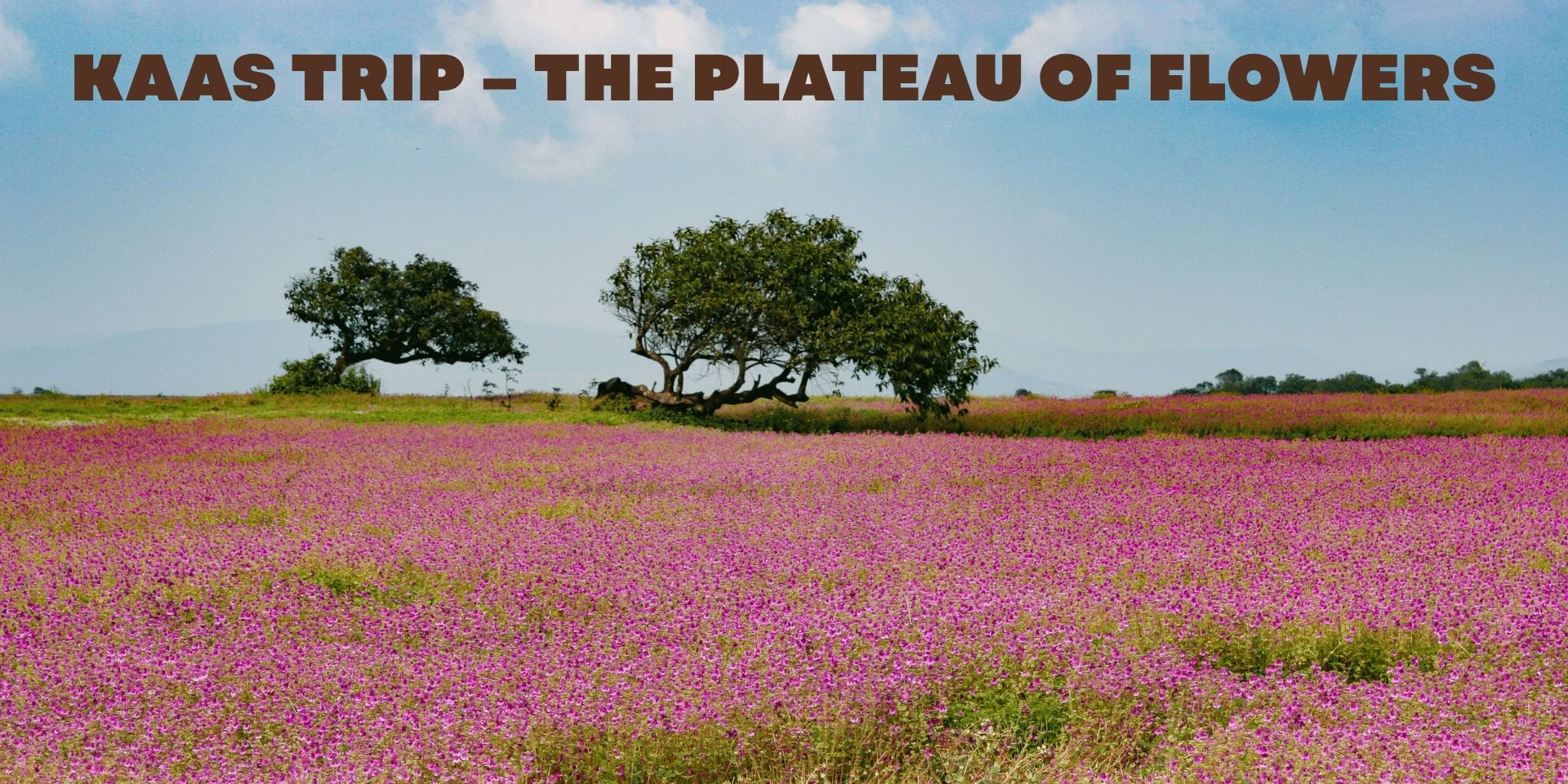 media-desktop-kaas-trip-the-plateau-of-flowers-0-2026-8-17-t-12-8-54.jpg
