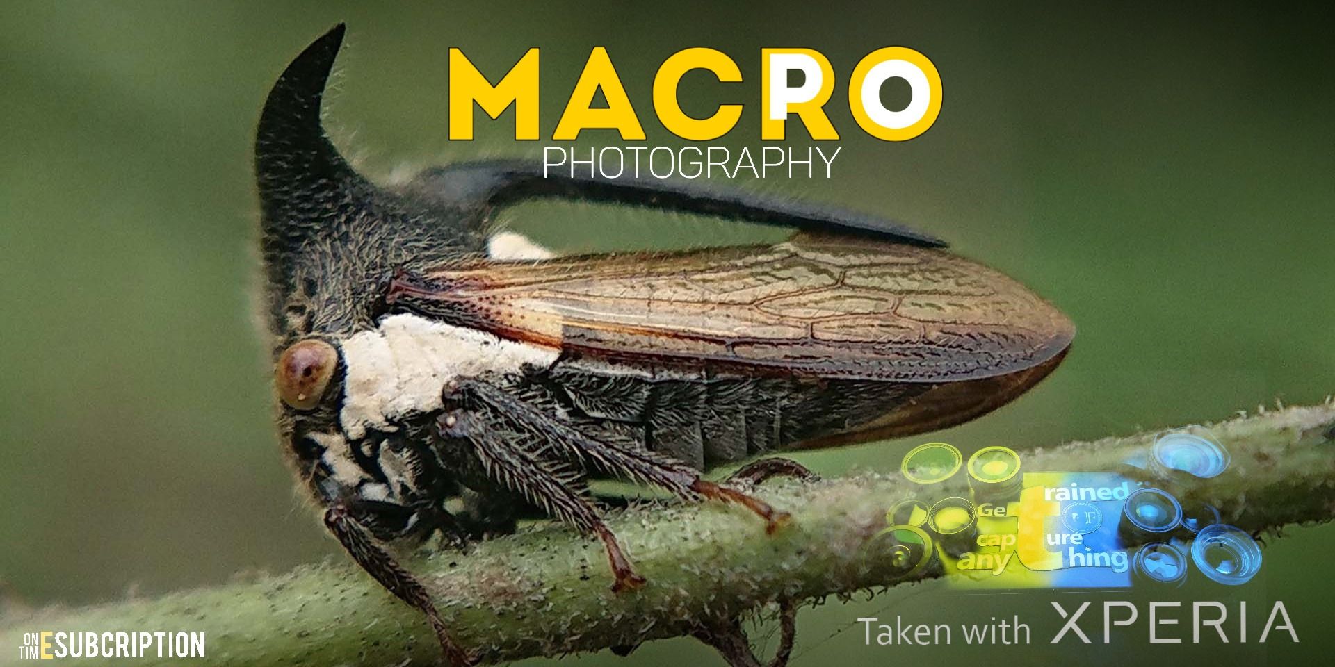 media-desktop-macro-photography-professional-level-0-2026-6-30-t-13-50-55.jpg
