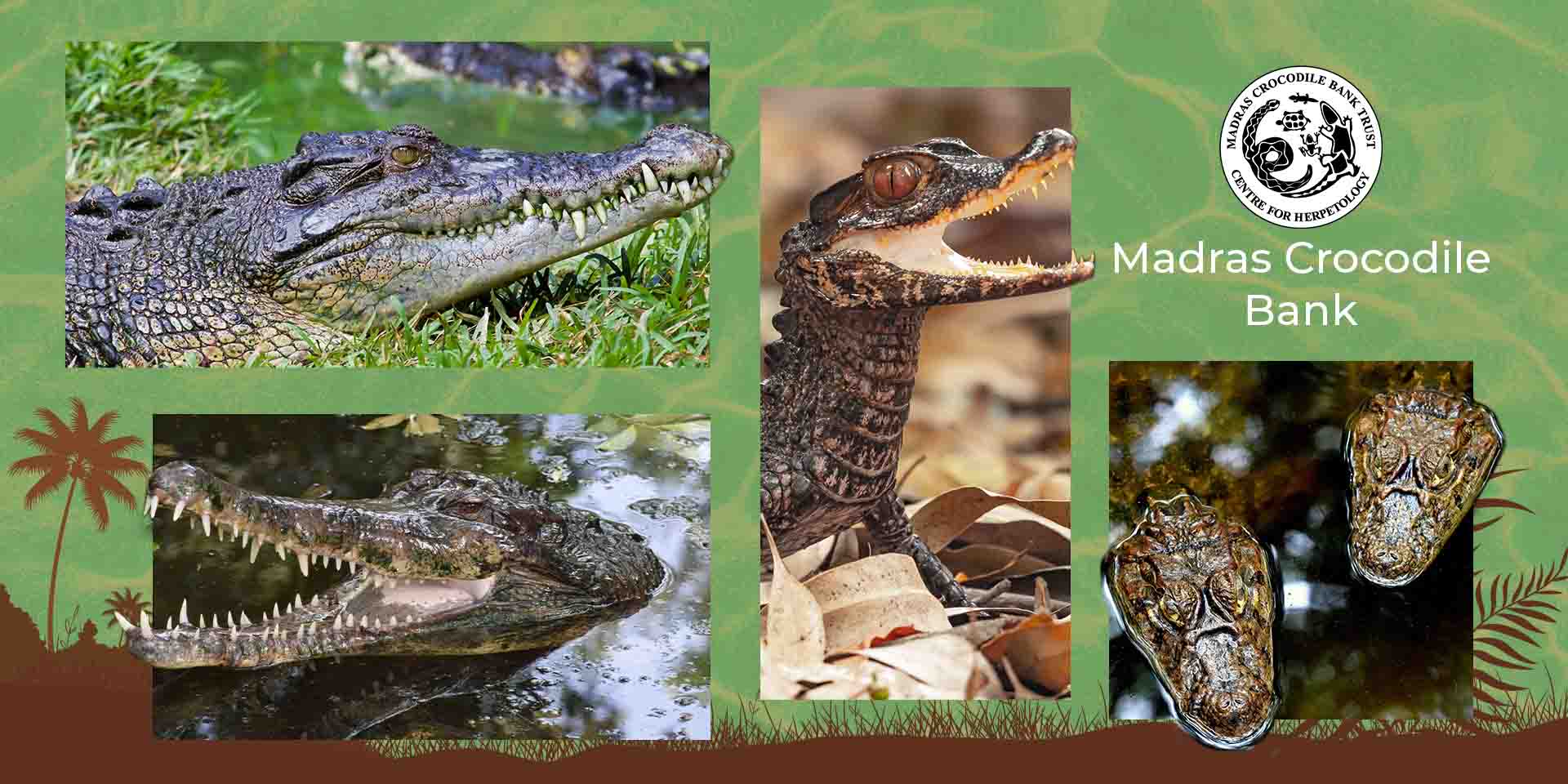 media-desktop-madras-crocodile-bank-trust-centre-for-herpetology-1-2026-8-1-t-16-50-59.jpg