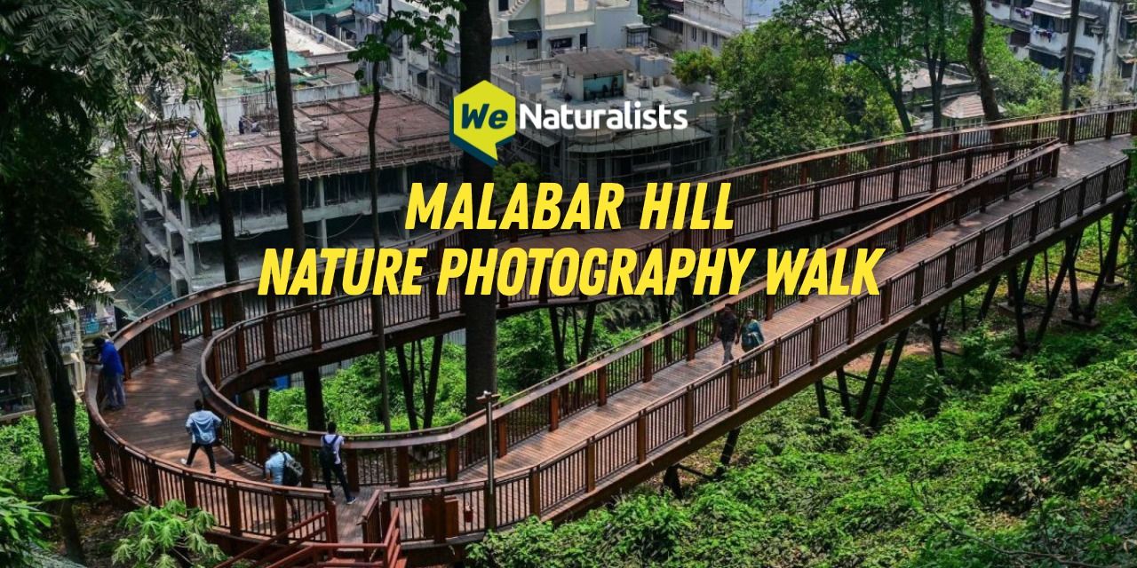 media-desktop-malabar-hill-nature-photography-walk-0-2026-1-19-t-7-53-9.jpg