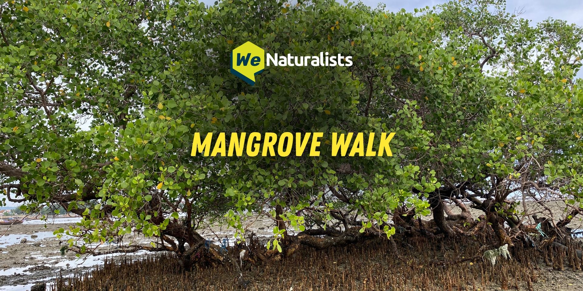 media-desktop-mangrove-walk-0-2026-3-20-t-5-29-42.jpg