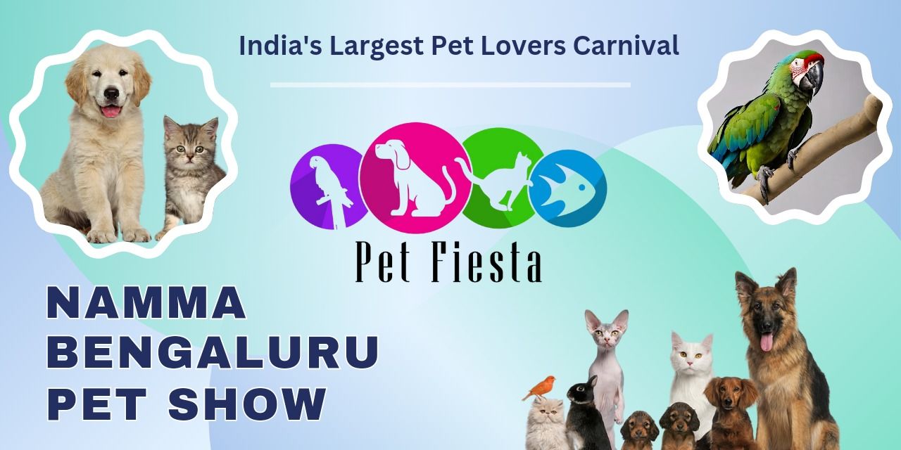 media-desktop-pet-fiesta-0-2024-2-24-t-5-56-40.jpg