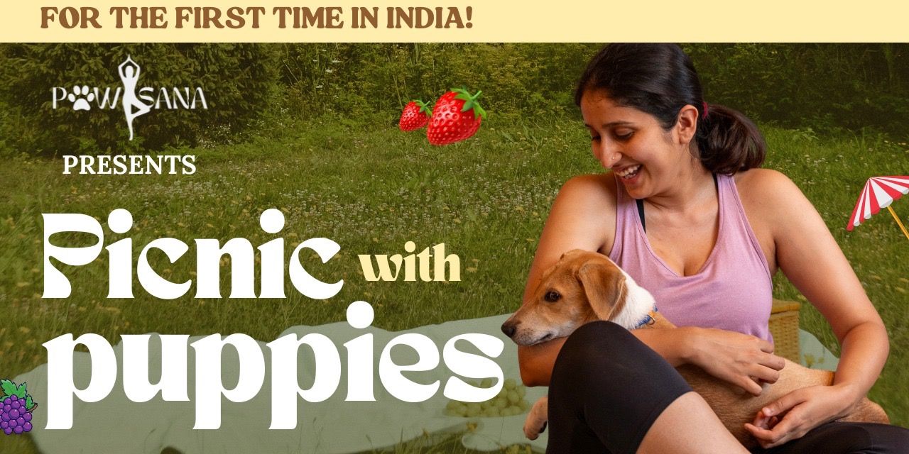 media-desktop-picnic-with-puppies-0-2024-9-30-t-7-43-14.jpg