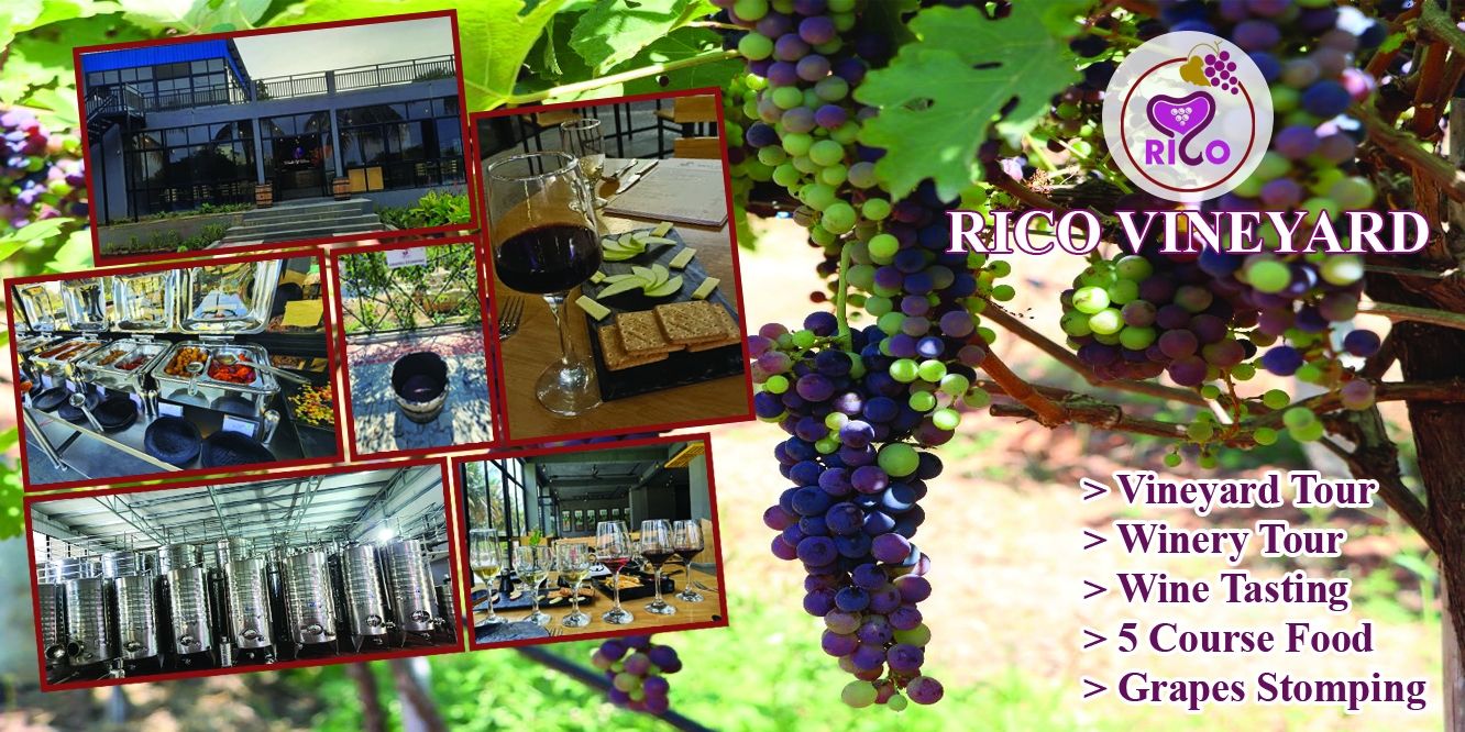 media-desktop-rico-vineyard-and-winery-tour-0-2023-4-18-t-9-54-52.jpg