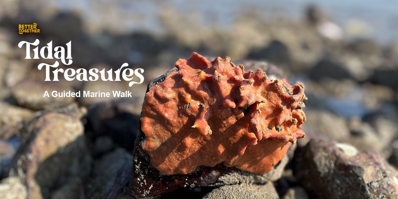 media-desktop-tidal-treasures-a-guided-marine-walk-0-2024-10-8-t-7-26-12.jpg