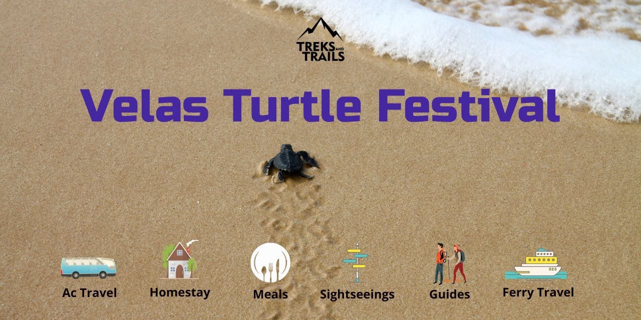 media-desktop-velas-turtle-festival-from-pune-2024-0-2024-2-7-t-14-31-40.jpg