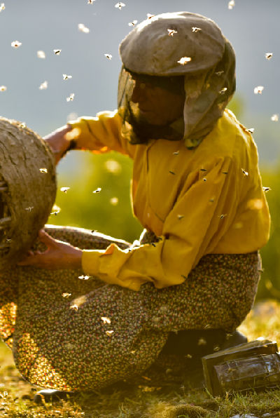 Honeyland